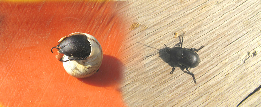 coleottero da identificare: Ablattaria laevigata (Silphidae)